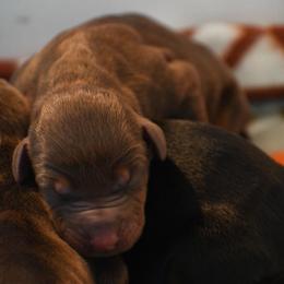 Girl 2 - Red and rust female Doberman Pinscher puppy in Overton, Texas from Obsidian Kennel