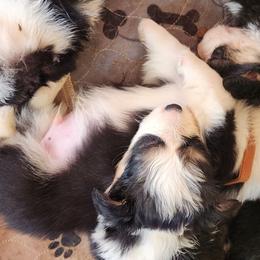 MANGO - Black and tan male Pembroke Welsh Corgi puppy in Grand Blanc, Michigan from Dellinger's Corgi's