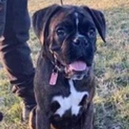Boxers from Stuart Island Boxers