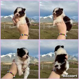 AKC El - Chocolate parti female Pomeranian puppy in Saint Ignatius, Montana from Pomeranians Montana