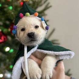 Black Yellow Boy - Yellow male Labrador Retriever puppy in Angola, Indiana from Reniers Labrador Retrievers