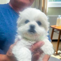 Archie - White male Mal-Shi puppy in Belleville, Michigan from Michigan Maltese Puppies