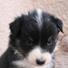 Cheeto - Black tri-color female Australian Shepherd puppy in Laurel, Mississippi from Reeves Australian Shepherds