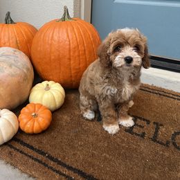 Girl 1 - female Goldendoodle puppy in Mesa, Arizona from Twinkle MiniDoodles