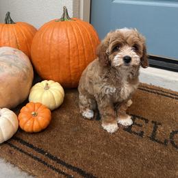 Girl 1 - female Goldendoodle puppy in Mesa, Arizona from Twinkle MiniDoodles