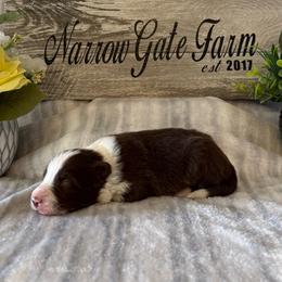 Cody - White and red male Border Collie puppy in Moody, Texas from Narrow Gate Farm