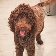 Double Doodle, Goldendoodle, Poodle, Yorkipoo, and Yorkshire Terrier All Grown Up from Edgewater Doodles & Designer Pups