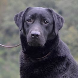 Cricket - Labrador Retriever
