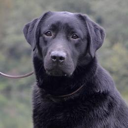 Cricket - Labrador Retriever