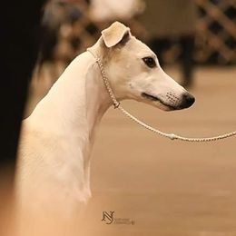 Whippets from Belleauwood Whippets