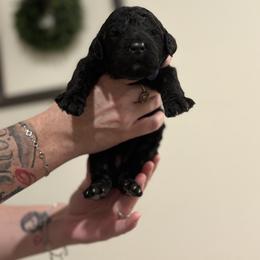 Goldendoodle and Poodle Puppies from Southern Stroll Poodles & Doodles