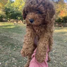 Maltipoo All Grown Up from Waffles puppies