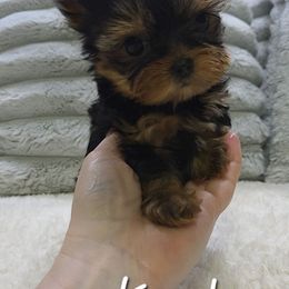Karter - Black and gold male Yorkshire Terrier puppy in Michigan from Breny