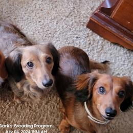 Dachshund Puppies from CLARK'S BREEDING PROGRAM