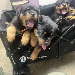 Rottweiler Puppies from CG Rottweilers
