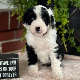 Aurora - Sheepadoodle puppy from Redcay's Mini Bernedoodles