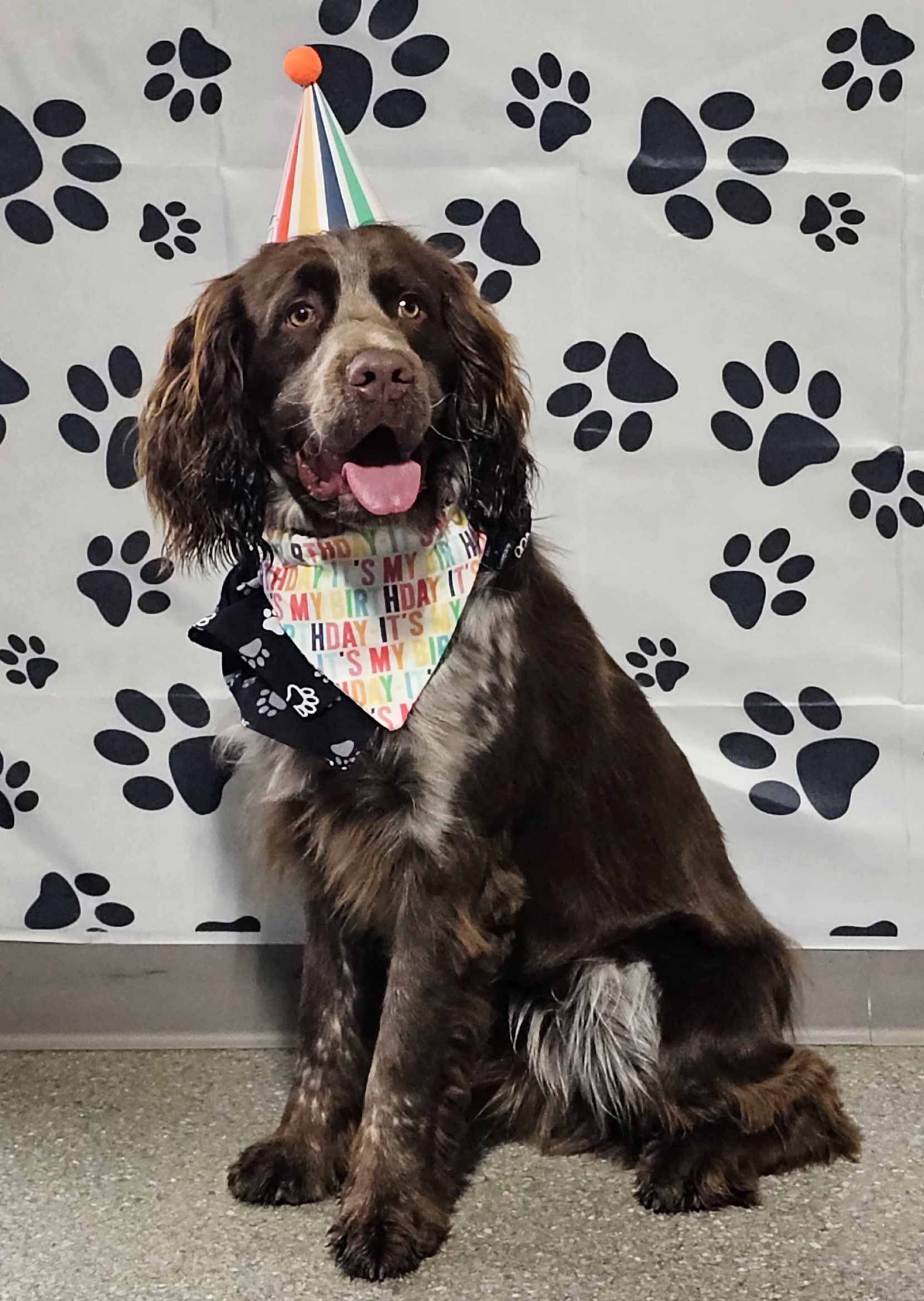 Captian - English Springer Spaniel