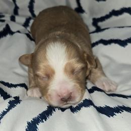Lincoln - Apricot male Maltipoo puppy in Brooksville, Florida from DeVall Maltipoos