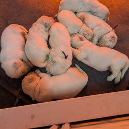 Golden Retriever puppies from Knotty Acres