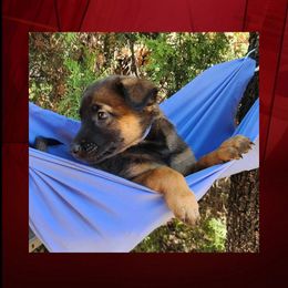 Gwen - Red sable female Belgian Malinois puppy in Chino, California from BlueStone K9
