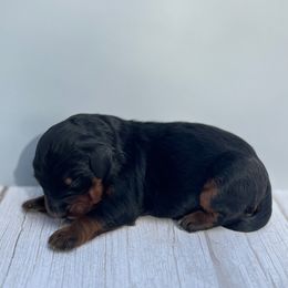 Bernedoodle Puppies from East Coast Bernedoodles