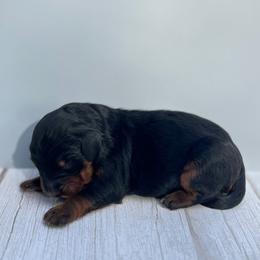 Bernedoodle Puppies from East Coast Bernedoodles
