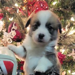 Black Paw Bandana Boy - Black and tan male Pembroke Welsh Corgi puppy in Cherokee, Oklahoma from MCS Farms-OK