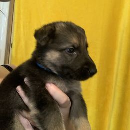 German Shepherd Puppies from Devon Rugerio's German Shepherds