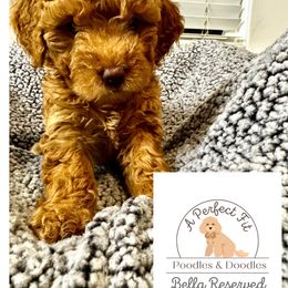 Bella - Goldendoodle puppy from Perfect Fit Poodles & Doodles