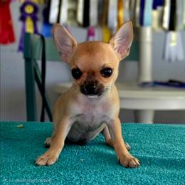 Finley - Fawn male Chihuahua puppy in Cape Coral, Florida from Inspired Chihuahuas
