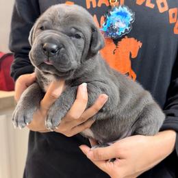 Blue Boy 4 - Gray male Cane Corso puppy in Clewiston, Florida from Far From Average Kennels