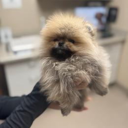 Benny - Orange male Pomeranian puppy in Burbank, California from Haus of Pomeranians