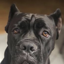 Cane Corso from Nysa Cane Corso