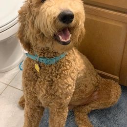 Goldendoodle Puppies from SunriseDoodles