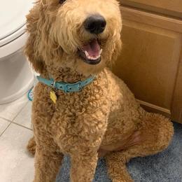 Goldendoodle Puppies from SunriseDoodles