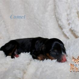 Comet - Black phantom male Aussiedoodle puppy in Foxworth, Mississippi from Ten Mile Aussies