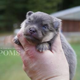 Balou - Blue and tan male Pomeranian puppy in Kingston, Georgia from Southern Charm Poms
