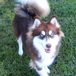 Pomskies from Fabled Heart's Homestead