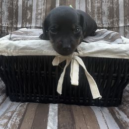 Girl Green - Dachshund puppy in Modesto, California from Lola’s Doxies