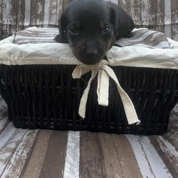 Girl Green - Dachshund puppy in Modesto, California from Lola’s Doxies