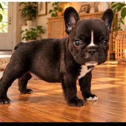Broly - Black and white male French Bulldog puppy in Reading, Pennsylvania from Roxy & Co.