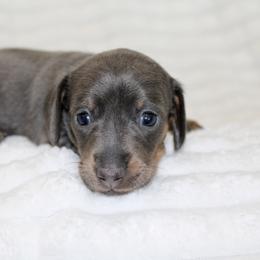 Thea (small) - Blue and tan female Dachshund puppy in Fairfax, Iowa from Grayson’s Lovable Dachshunds