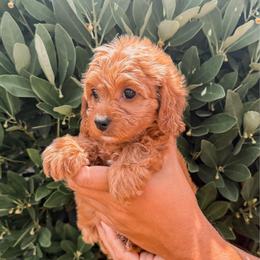 Maple - Red female Cavapoo puppy in Mayo, Florida from Kingston’s Cavaliers