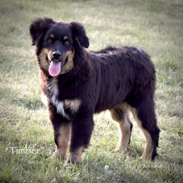 Timber - Black tri male Miniature Australian Shepherd puppy in Evant, Texas from Lazy VT Bar Ranch
