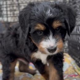Breck - Tri-color male Bernedoodle puppy in Las Vegas, Nevada from Perfect Bernedoodles