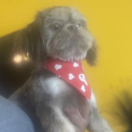 Apollo - Shih Tzu