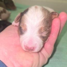 Mr Cappuccino (Cap) - Red merle male Toy Australian Shepherd puppy in Dolan Springs, Arizona from High Desert Companions