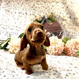 Astro - Red male Dachshund puppy in Hensley, Arkansas from The Dachshund Barn