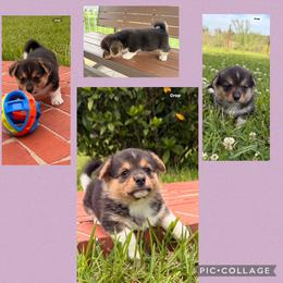 Betsy - Black and tan female Pembroke Welsh Corgi puppy in Trout, Louisiana from Miss Red's Corgi Farm