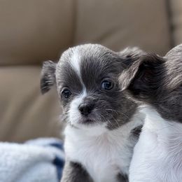 Zelda - Blue and white female Chihuahua puppy in Harrison, Michigan from Cloud9 Chihuahuas
